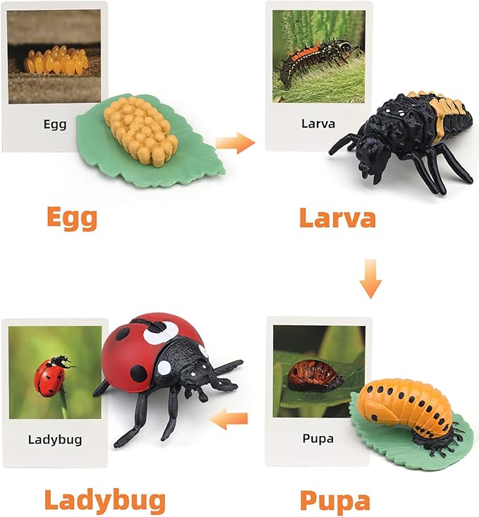 Montessori Life Cycle Learning & Education Toys, Plastic Insect Ladybug Monarch Butterfly Tadpole to Frog Kit Life Cycle Toys for Kids, Preschool Learning Activities for Toddlers