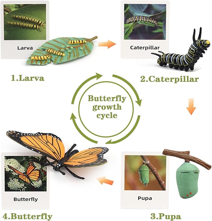 Mbrain 4pcs Butterfly Growth Cycle with Flash Cards,Life Cycle Learning & Education Toys,Montessori Toys,Gift for Girl & Boy for 3 4 5 6 7 Year Old (Butterfly)