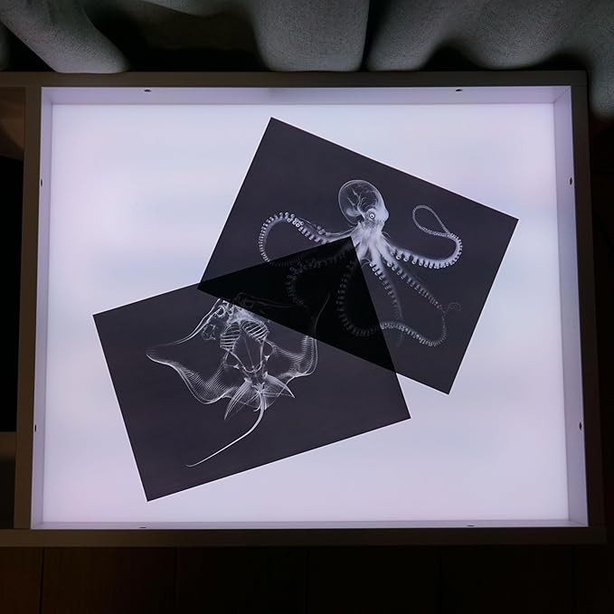 Animal X-Ray Set, Educational Science Kit, Light Table Accessory for Children (Sea Animals)