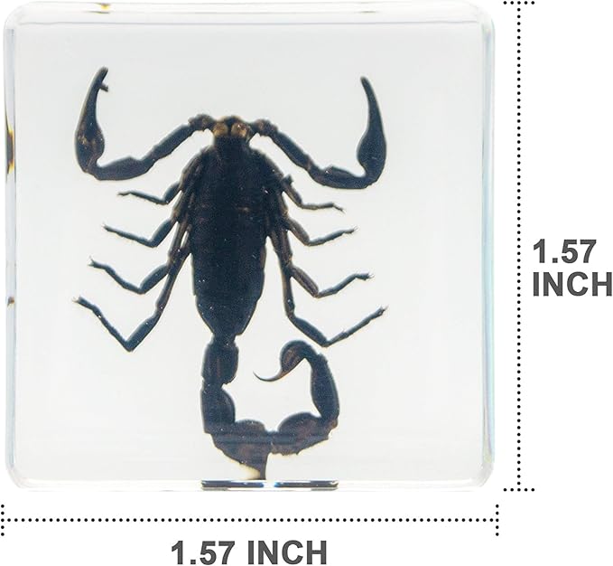 Insect Specimen Set, Bugs Collection Scientific Education Gift for Kids Aged 3-8-12 (Spider, Scorpion, Cricket, Chafers, Stink Bug, Spotted Lanternfly Resin Collection)