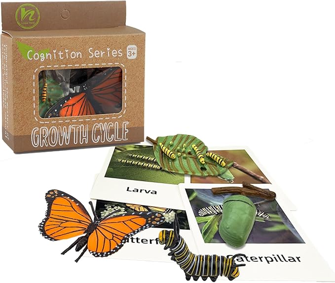 Mbrain 4pcs Butterfly Growth Cycle with Flash Cards,Life Cycle Learning & Education Toys,Montessori Toys,Gift for Girl & Boy for 3 4 5 6 7 Year Old (Butterfly)