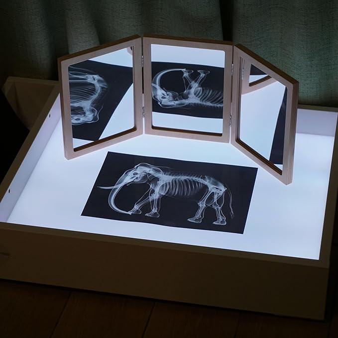 Animal X-Ray Set, Educational Science Kit, Light Table Accessory for Children (Wild Animals)
