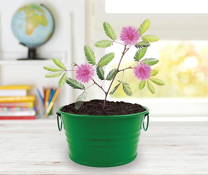 BUZZY Seeds Mini Basin Sensitive Plant Grow Kit with Green Planter, Touch Responsive Tickle Me Plant for Kids and Adults, Fun Indoor Gardening DIY Kit