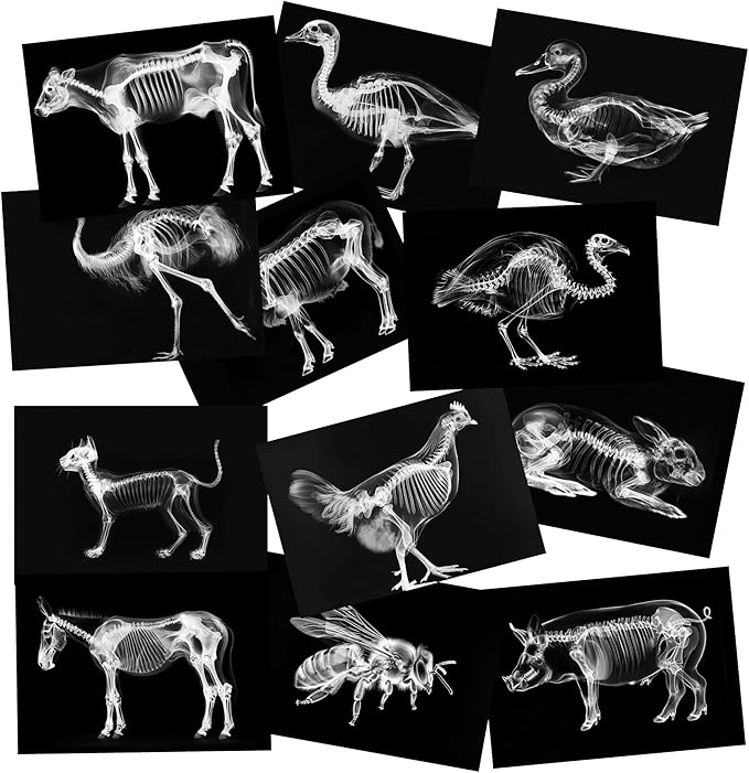 Animal X-Ray Set, Educational Science Kit, Light Table Accessory for Children (Farm Animals)