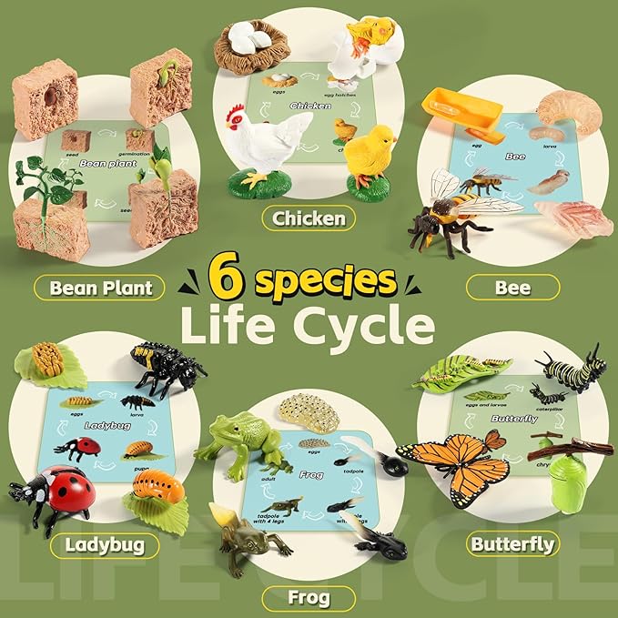Life Cycle Kit Toy Montessori, Realistic Figurines Set for Kids with 25 Pieces Animals & Plants, Learning & Education Activity Games for Children 3 + |Preschool Classroom Must Haves