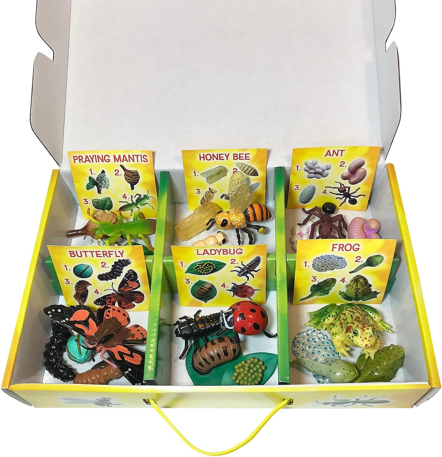 Insect Lore's Life Cycle Figurines 24 Pc Set | Butterfly, Ladybug, Frog, Honey Bee, Ant and Praying Mantis | 4 Stages Per Insect, 24 Figurines Total