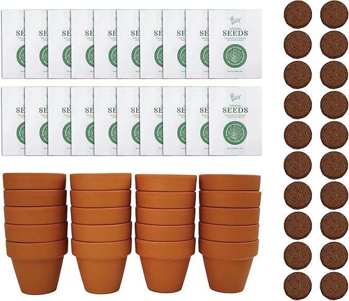 BUZZY Seeds Spruce Terracotta Mini Grow Pots – Indoor Tree Starter Kit Bulk 20-Pack – DIY Planting Kit – Grow Mini Spruce Trees for Gardening, Classroom Projects, Crafts, Gifts & Earth Day