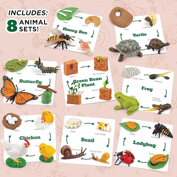Life Cycle Animal Kit - 32 Piece Montessori Science Toy with Frog, Ladybug, Butterfly, Bee, Chicken, Turtle, Snail & Plant Figurines. Matching Game & STEM Educational Gift for Kids Ages 3–8