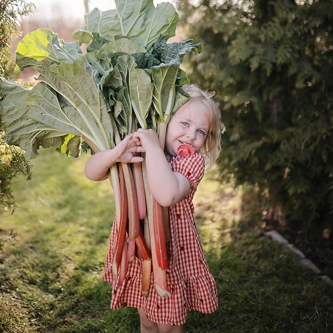 FRIGG Daisy Silicone 2-Pack Poppy/Lupine - Size 1