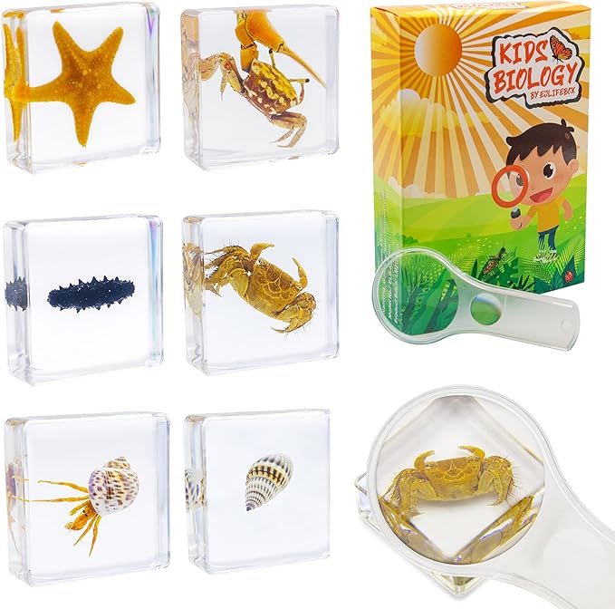 6 PCS Marine Life Specimen Set,Hermit Crab,Fiddler Crab,Starfish,Nassariidae,Sea Cucumber, Chiromantes Dehaani Resin Collection Science Toys