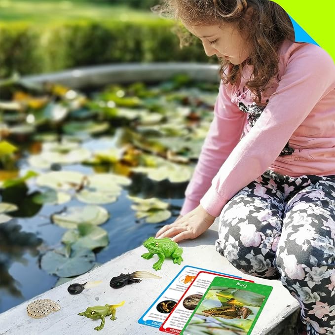 15 Frog Life Circle Flashcards with 5 Plastic Figurines, Frogs Introduction Cards Plastic Insects Tadpole to Frog Kit Toy for Kids, Adults, Animal Lovers
